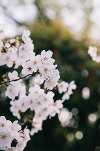 粉色斑点花纹摄影照片_植物花朵春天樱花户外盛开摄影图配图