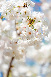 樱花春天美丽花瓣公园开花摄影图配图