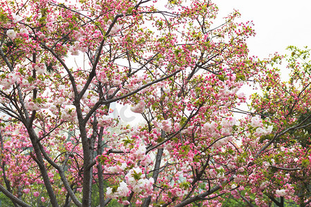 春天南京下午花开樱花樱花树重瓣樱花赏樱花摄影图配图