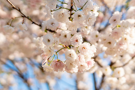 樱花春分花朵公园盛开摄影图配图