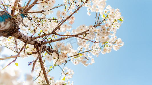 樱花树春天花朵公园赏花摄影图配图