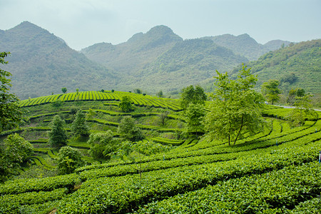 十二节气春游摄影照片_户外白天山坡上的茶场茶叶在生长摄影图配图
