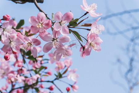 蓝天下花枝盛开海棠花植物摄影图配图