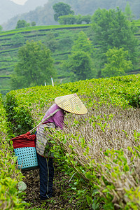 白天户外一个女工人在茶园采摘春茶摄影图配图