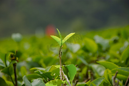 春游的摄影照片_白天户外山上的茶叶嫩苗在生长摄影图配图