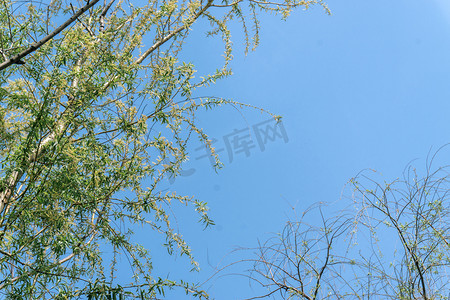 蓝天绿叶背景图摄影照片_蓝天背景春季垂柳大树植物摄影图配图