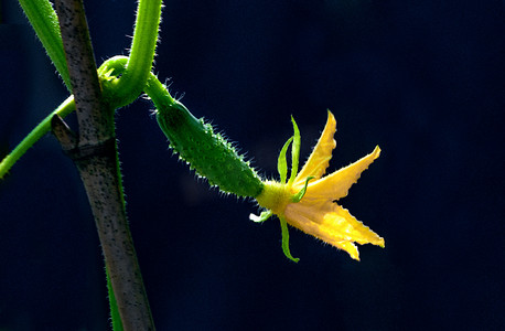 黄瓜黄花下午黄瓜春季素材摄影图配图