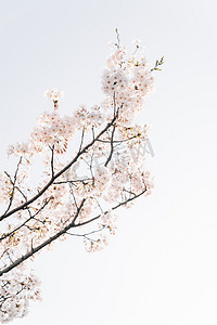 植物花朵春天樱花树枝盛开摄影图配图