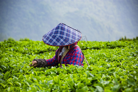 春茶上新摄影照片_白天户外一名女工人在茶园里采茶摄影图配图