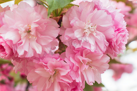 春天春季下午樱花樱花树重瓣樱花赏樱花摄影图配图