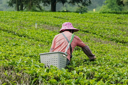 户外白天一个女工人在茶园采摘春茶摄影图配图