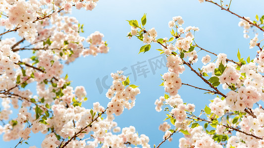 白色樱花摄影照片_樱花春分花卉公园盛开摄影图配图
