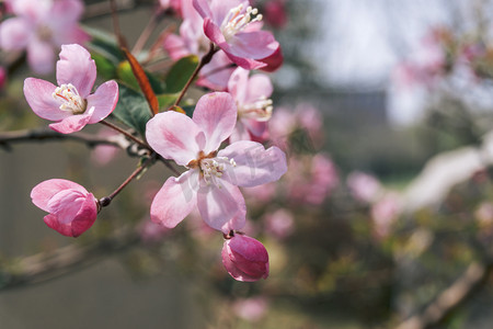 春暖花开枝头花朵盛开海棠花摄影图配图