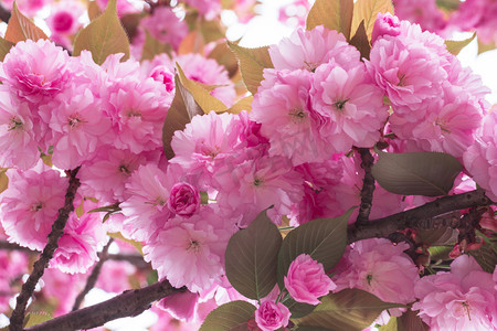 春天南京早晨樱花花朵重瓣樱花赏樱花摄影图配图