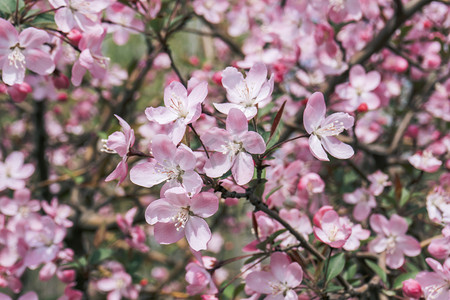 花季公园春天花朵海棠花摄影图配图