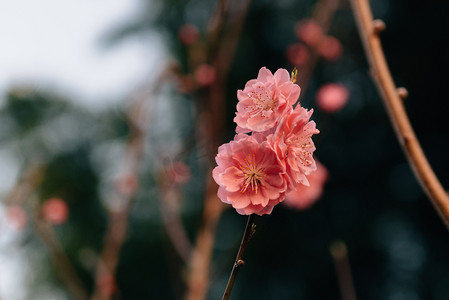 花朵春天绿色摄影照片_植物花朵春天桃花枝头室外盛开摄影图配图