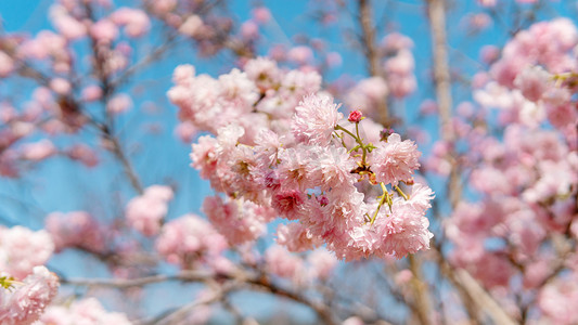 樱花春天粉色公园开花摄影图配图