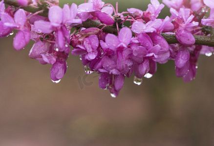 春天雨水摄影照片_春雨春天紫荆花下雨绽放摄影图配图