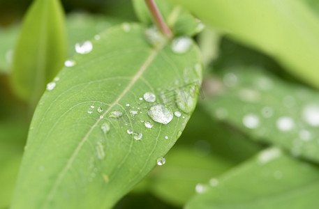雨水节气下雨摄影照片_春雨春天植物雨滴下雨雨摄影图配图