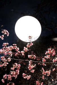 樱花夜晚樱花樱花拍摄摄影图配图