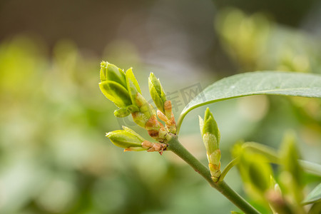 楼盘绿化绿植素材摄影照片_自然风景初春绿植户外发芽摄影图配图