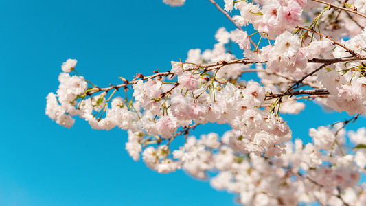 繁花摄影照片_白色樱花春天花朵公园繁花摄影图配图