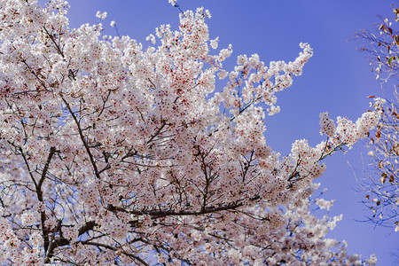 花卉植物摄影照片_春天花卉植物午后阳光下樱花树户外花朵盛开摄影图配图