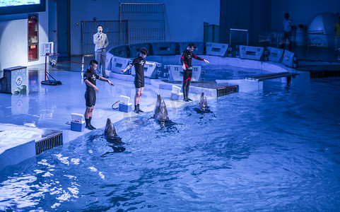 极地海洋海豚表演现场下午表演水族馆无摄影图配图
