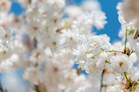 白色樱花春天花公园开花摄影图配图