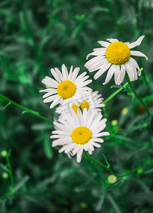 小清新菊花摄影照片_花园里的清新花朵摄影图配图