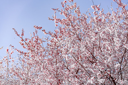 春天花卉植物正午阳光下美人梅户外花朵盛开摄影图配图
