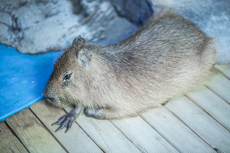 水族馆里的豚鼠下午豚鼠水族馆无摄影图配图