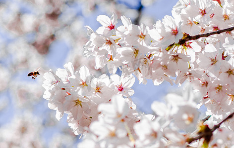 立春节气摄影照片_春暖花开正午樱花户外蜜蜂采蜜摄影图配图