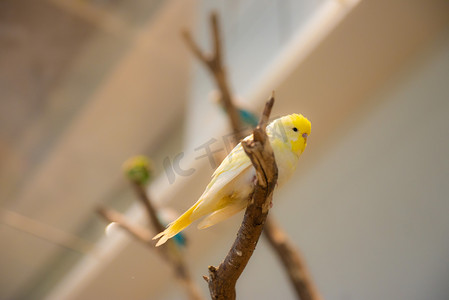 黄色动物摄影照片_动物园鸟下午黄色鸟动物园摄影摄影图配图
