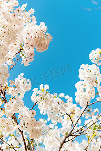 白色樱花摄影照片_樱花春分花公园春意摄影图配图