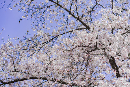 春天花卉正午阳光下樱花树户外盛开中的花摄影图配图
