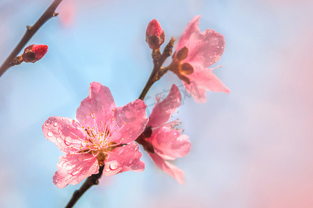 春天盛开的桃花摄影照片_蓝天下桃花盛开在明媚的春光里摄影图配图