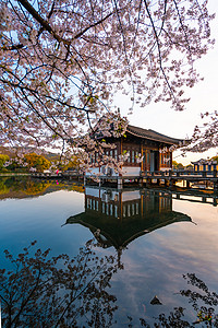 西湖邮戳摄影照片_春天樱花清晨樱花西湖湖边摄影图配图