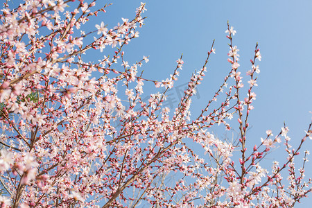 自然风景春天桃花公园盛开摄影图配图