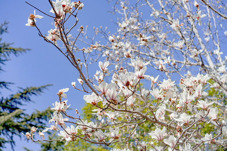 春天花卉午后玉兰花树户外兰花盛开摄影图配图