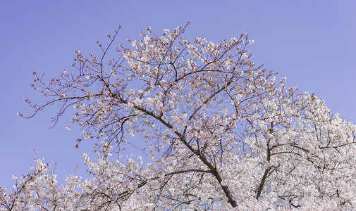 春天花卉植物午后光照下樱花树户外花朵盛开摄影图配图