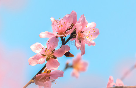 诗意摄影照片_桃花在春光里盛开一枝桃花摄影图配图