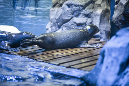 水族馆里的海豹下午海豹水族馆爬摄影图配图