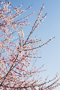 自然风景春天桃花公园户外盛开绽放摄影图配图