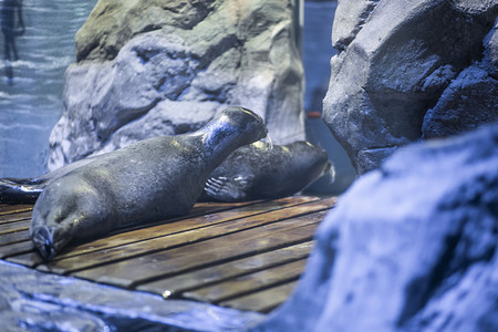 水族馆里爬行的海豹下午海豹水族馆爬摄影图配图