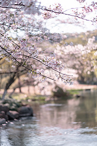 太子湾早上樱花公园静物摄影图配图