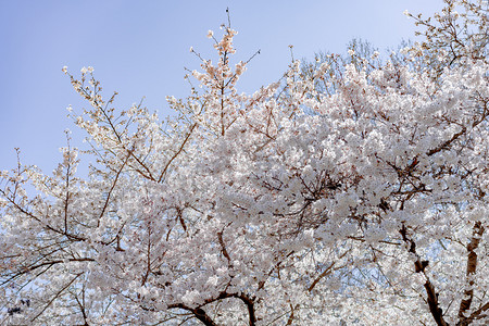 春天植物正午阳光下樱花树户外花朵盛开摄影图配图