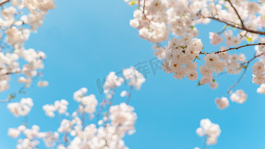 春季新品促销摄影照片_樱花春天花花园开花摄影图配图