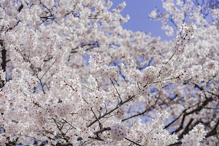 春天美景正午阳光下樱花户外花朵盛开摄影图配图