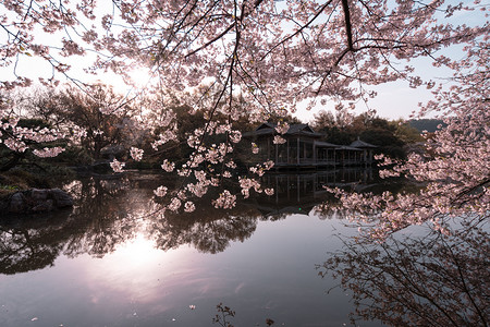 唯美的风景图摄影照片_西湖清晨樱花公园静物摄影图配图